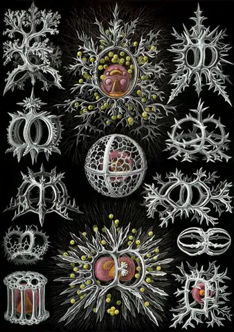 Art Forms in Nature, Plate 71: Stephoidea by Ernst Haeckel