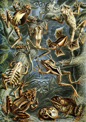 Art Forms in Nature, Plate 68: Batrachia by Ernst Haeckel