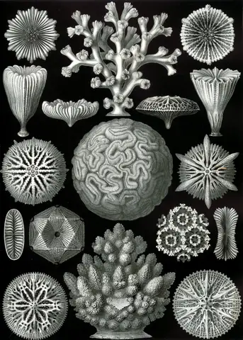 Art Forms in Nature, Plate 58: Hexacoralla by Ernst Haeckel