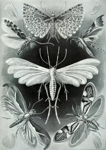 Art Forms in Nature, Plate 58: Tineida by Ernst Haeckel
