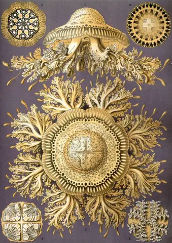 Art Forms in Nature, Plate 28: Discomedusae by Ernst Haeckel