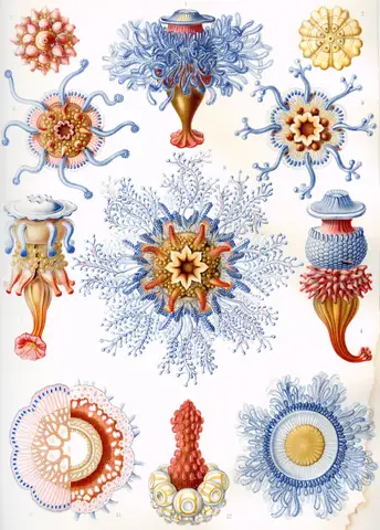 Art Forms in Nature, Plate 17: Siphonophorae by Ernst Haeckel