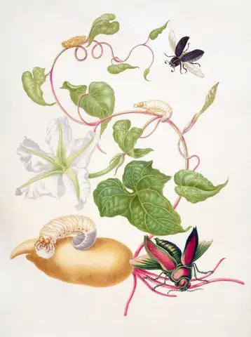Tropical White Morning Glory with two beetles by Maria Sibylla Merian
