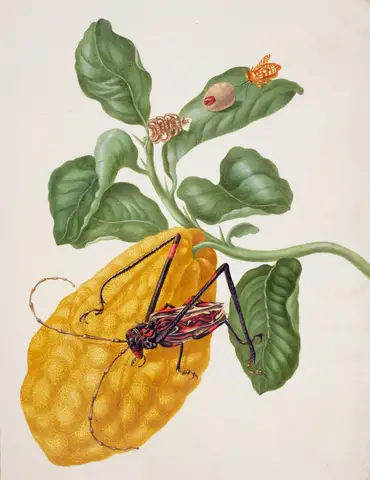 Citron with Monkey Slug Moth and Harlequin Beetle by Maria Sibylla Merian