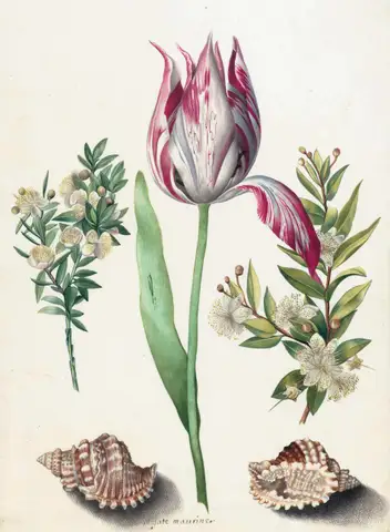 Tulip, two Branches of Myrtle and two Shells by Maria Sibylla Merian