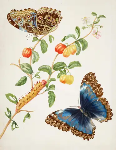 Branch of West Indian Cherry with Achilles Morpho Butterfly by Maria Sibylla Merian