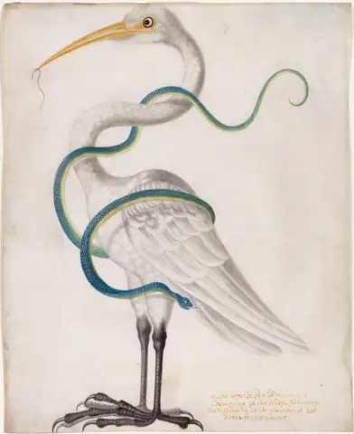 Heron Encircled by a Snake by Maria Sibylla Merian