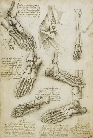 The veins and muscles of the arm by Leonardo da Vinci