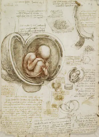 The foetus in the womb by Leonardo da Vinci