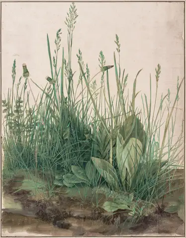 The Large Piece of Turf by Albrecht Dürer