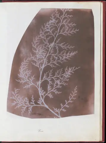 The Bertoloni Album by William Henry Fox Talbot